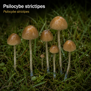 Psilocybe strictipes